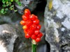 arum maculatum
