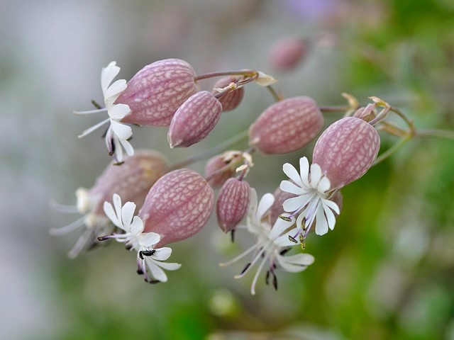 silene-vulgaris.jpg