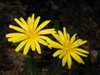 aposeris foetida