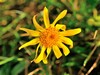 arnica montana