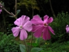 silene dioica