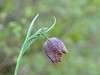 fritillaria tubaeformis