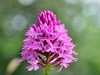 anacamptis pyramidalis