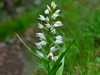 cephalanthera-longifolia