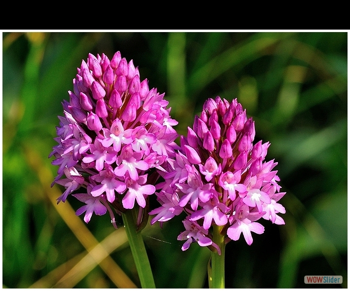 Anacamptis pyramidalis