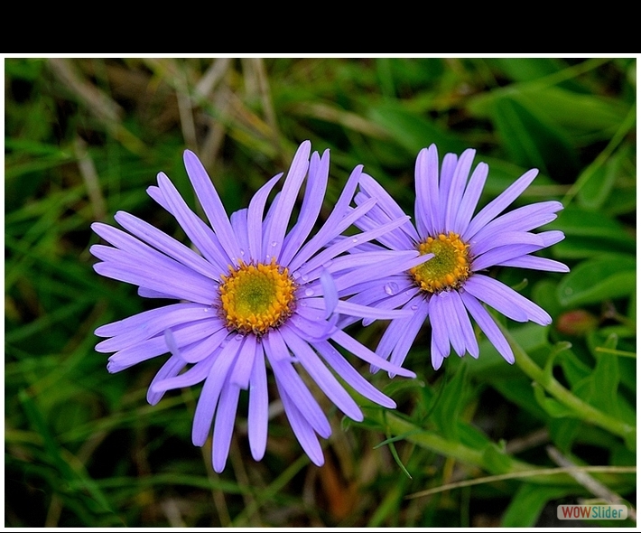 Aster alpinus