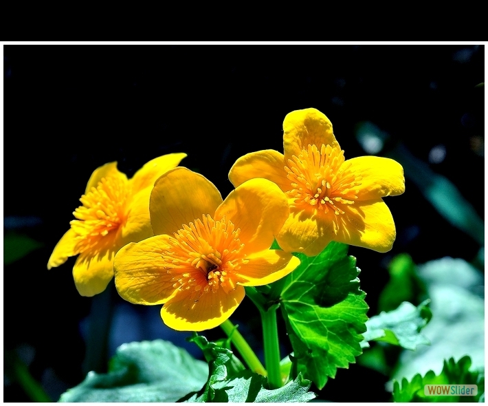 Caltha palustris