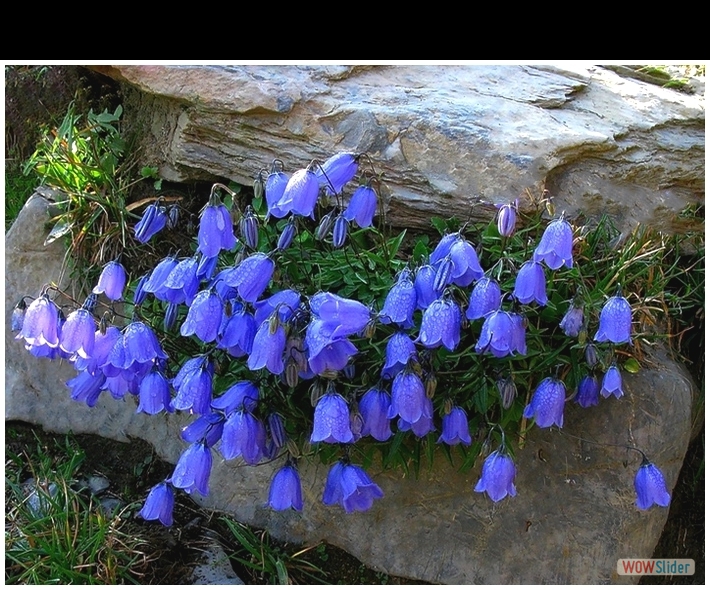 Campanula cochleariifolia