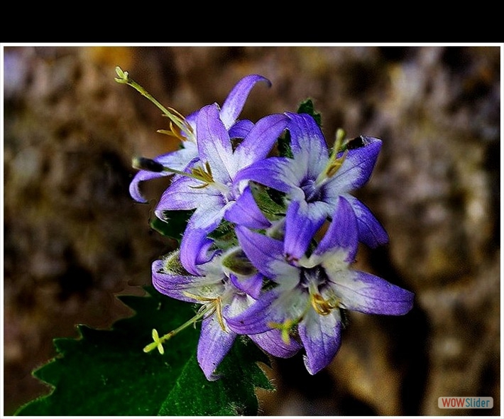 Campanula elatinoides