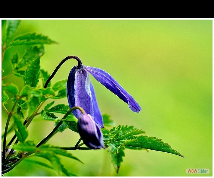 Clematis alpina