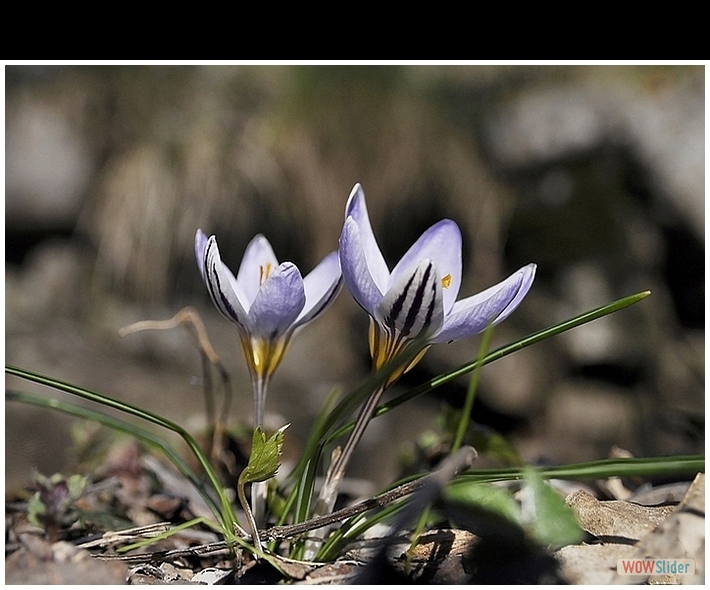 Crocus biflorus