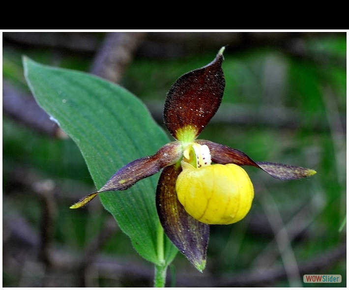 Cypripedium calceolus