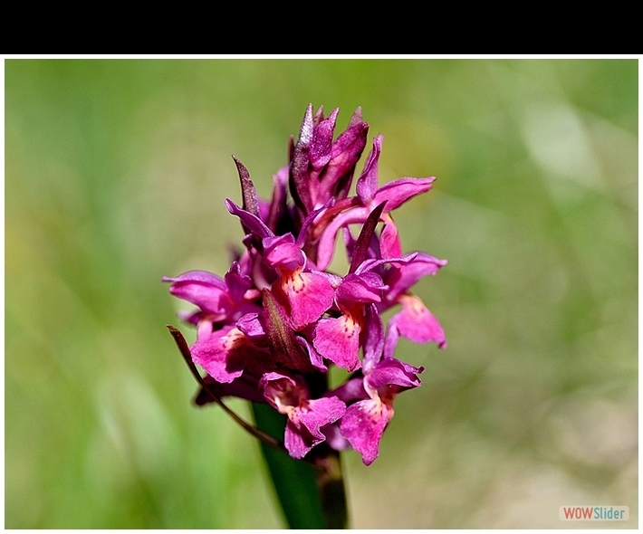 Dactylorhiza sambucina