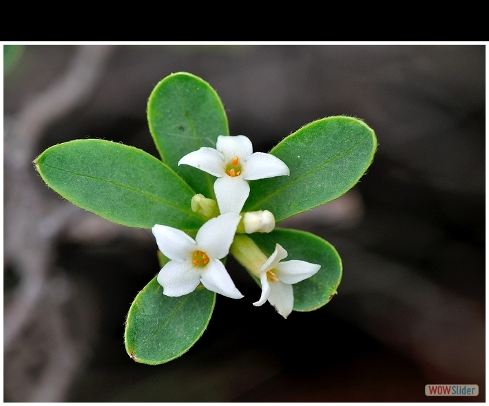 Daphne alpina