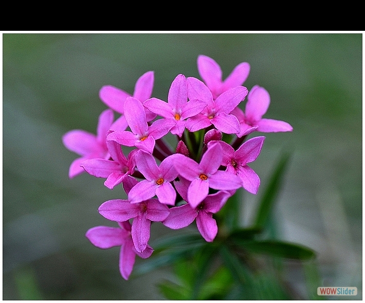 Daphne cneorum