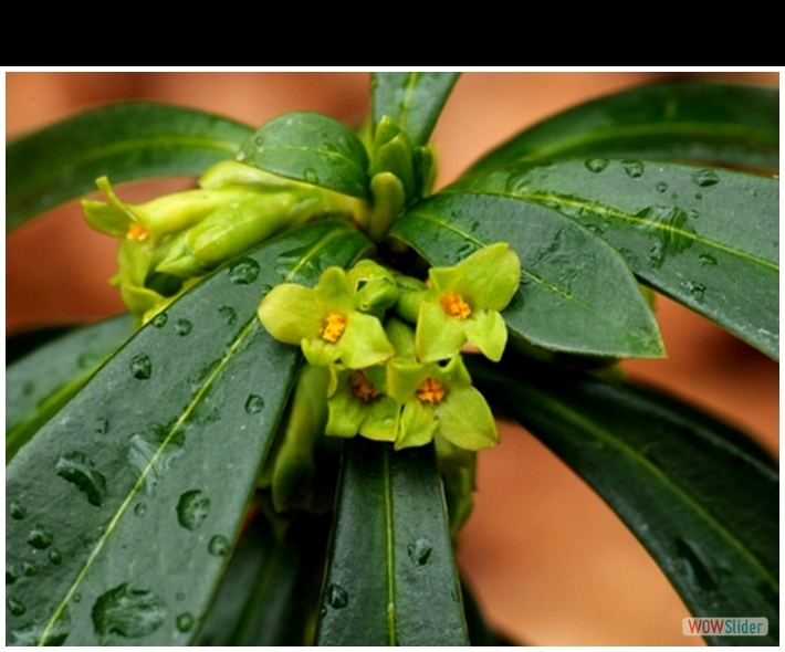 Daphne laureola