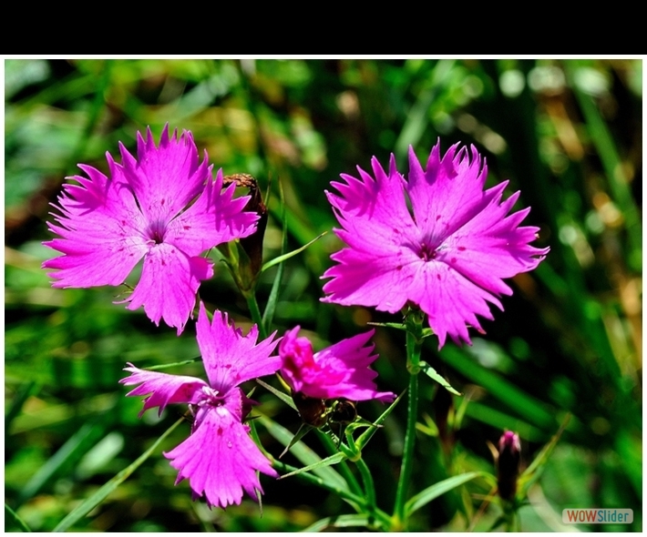 Dianthus seguieri