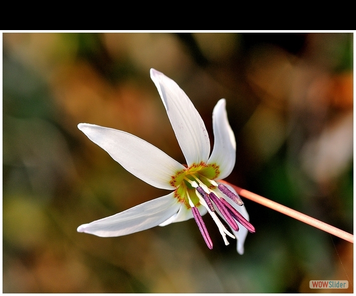 Erythronium dens-canis