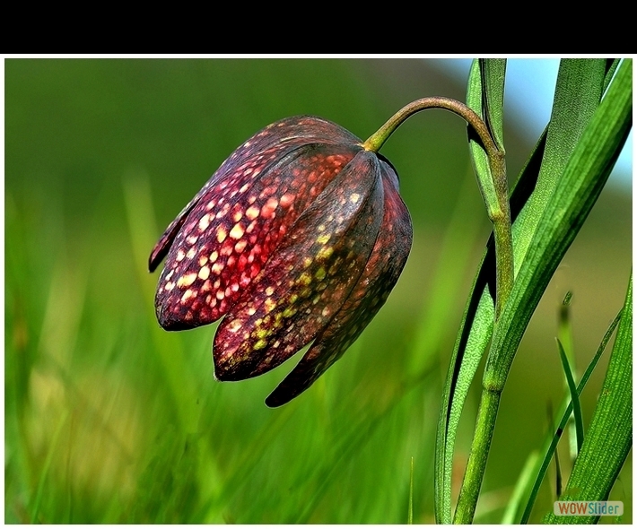 Fritillaria meleagris