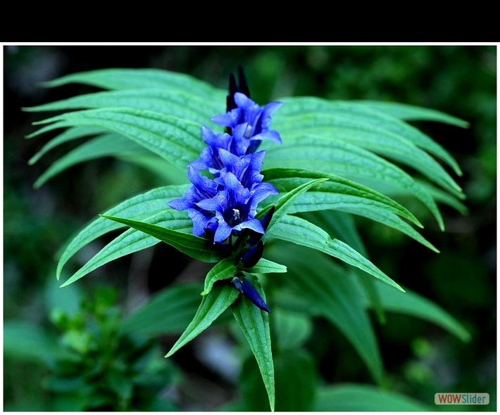 Gentiana asclepiadea