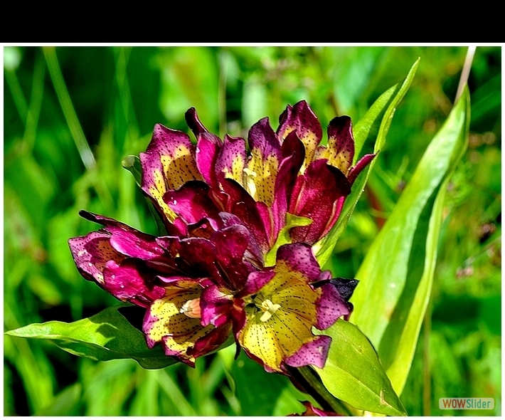 Gentiana ibrida