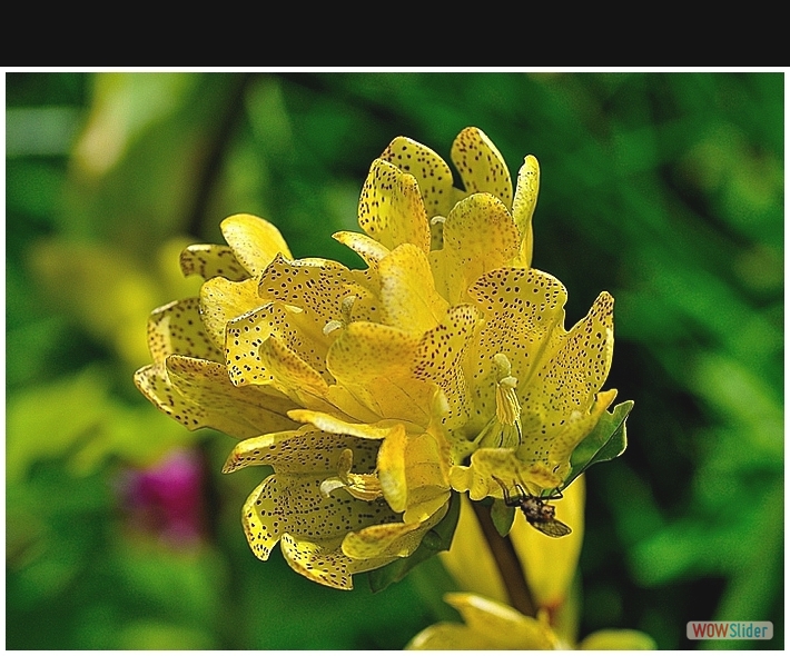 Gentiana punctata