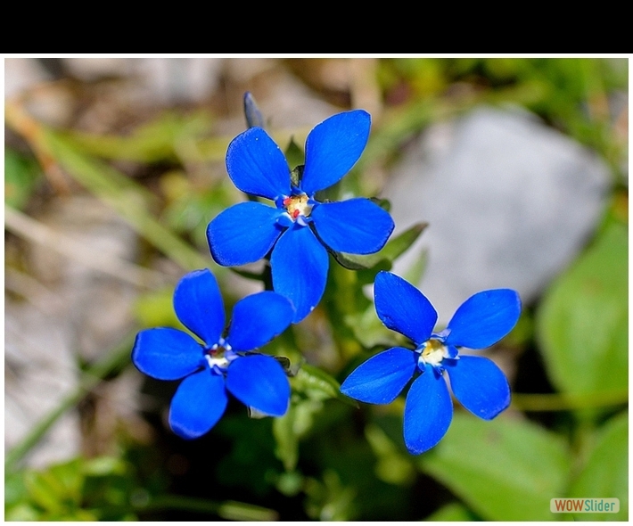 Gentiana utricolosa