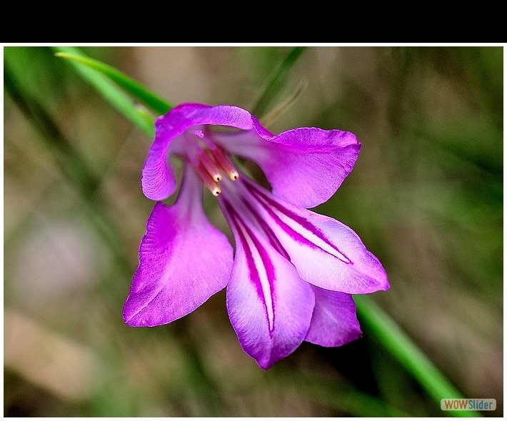 Gladiolus  palustris