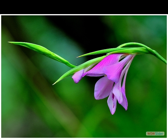 Gladiolus palustris