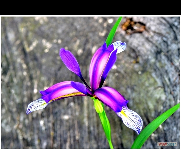 Iris graminea