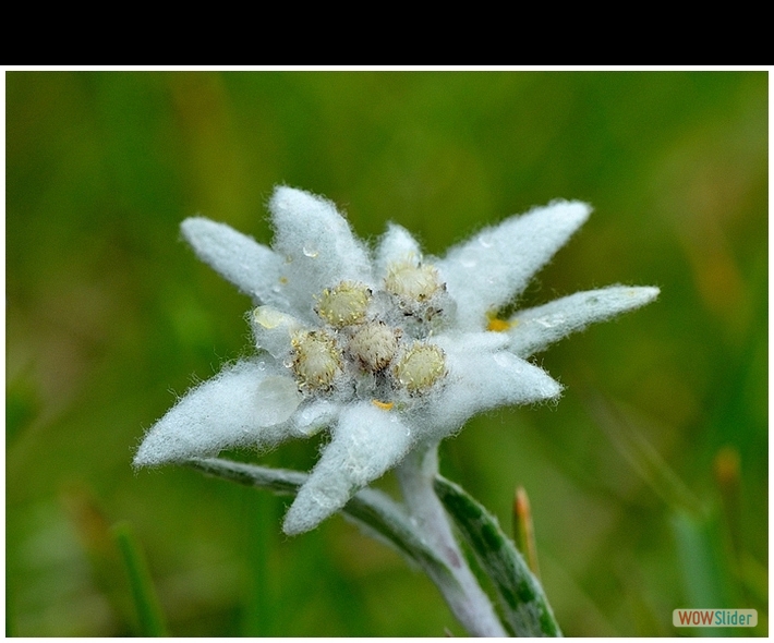 Leontopodium alpinum