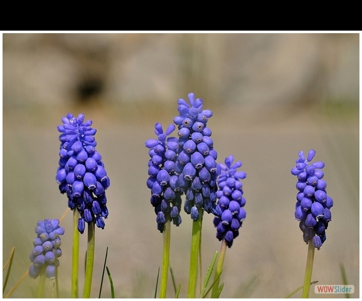 Muscari botryoides