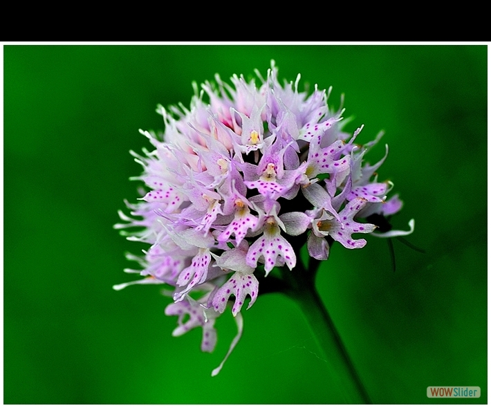 Orchis tridentata