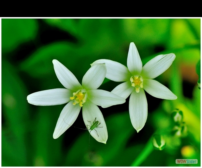 Ornithogalum umbellatum