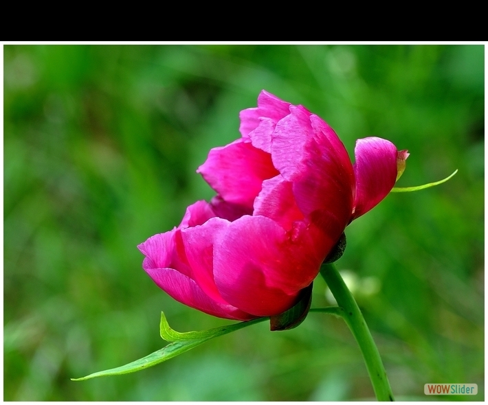 Paeonia officinalis