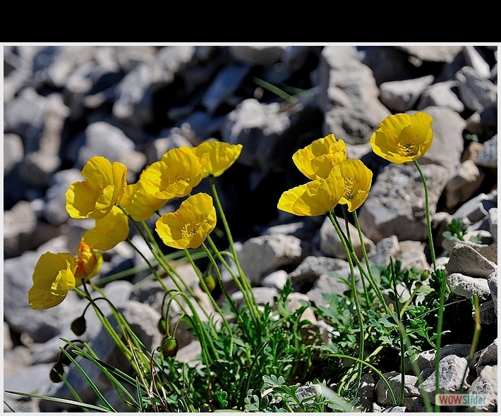 Papaver aurantiacum