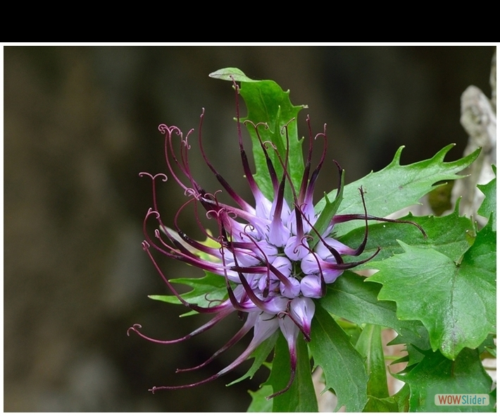 Physoplexis comosa