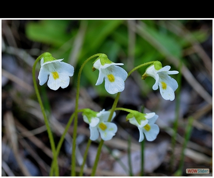 Pinguicola alpina