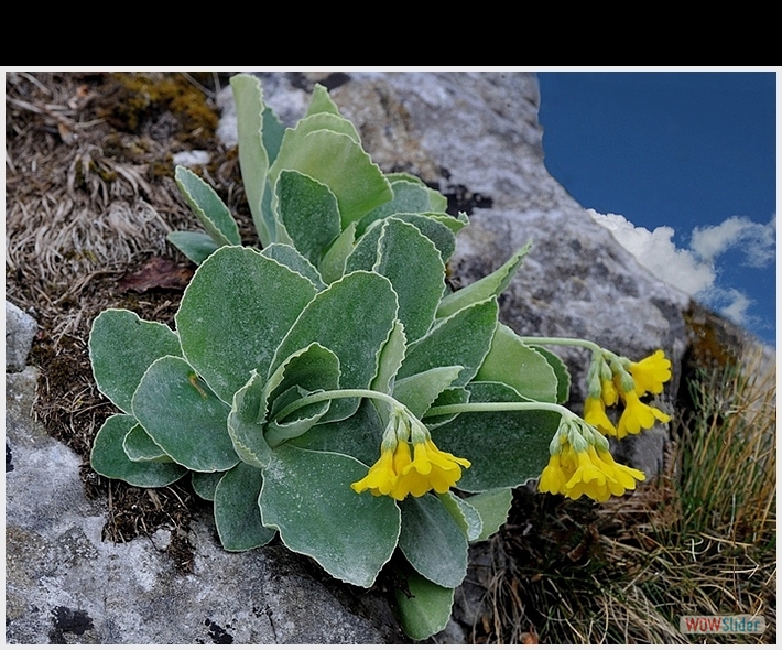 Primula  auricola