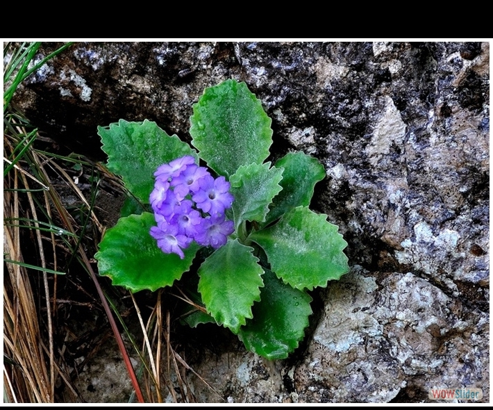 Primula albenensis