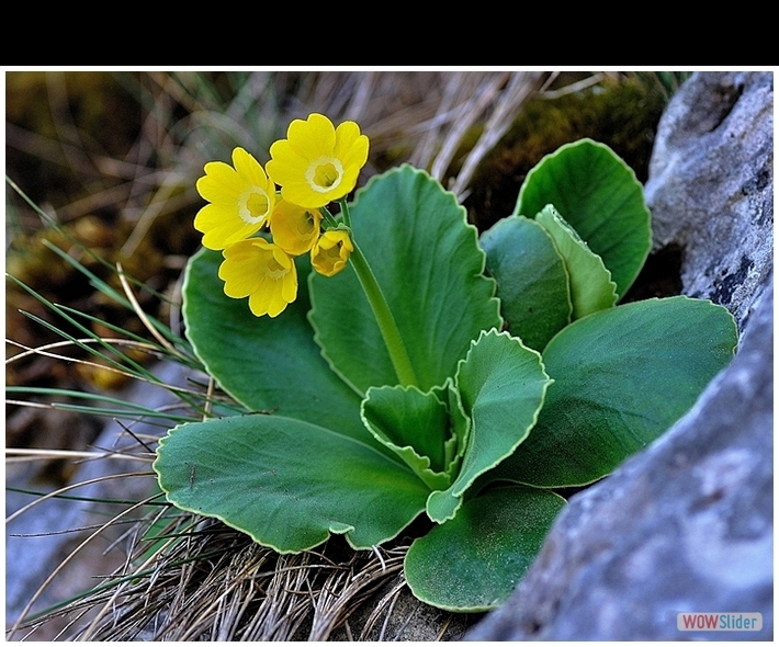 Primula auricola