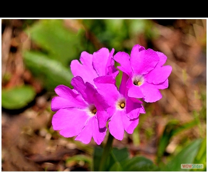 Primula glaucescens