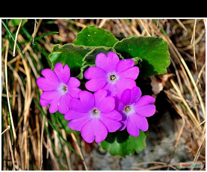 Primula hirsuta