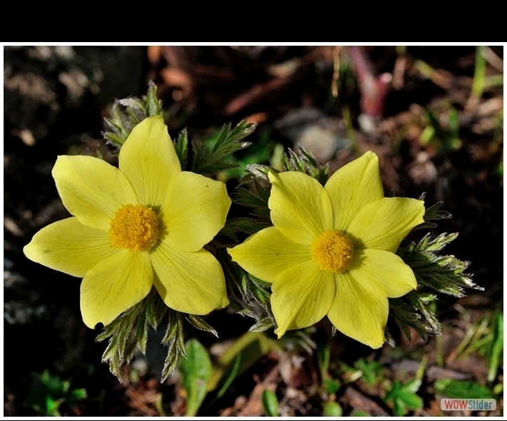 Pulsatilla alpina ssp. apifolia