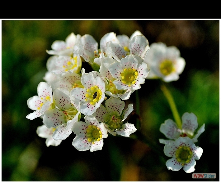 Saxifraga hostii