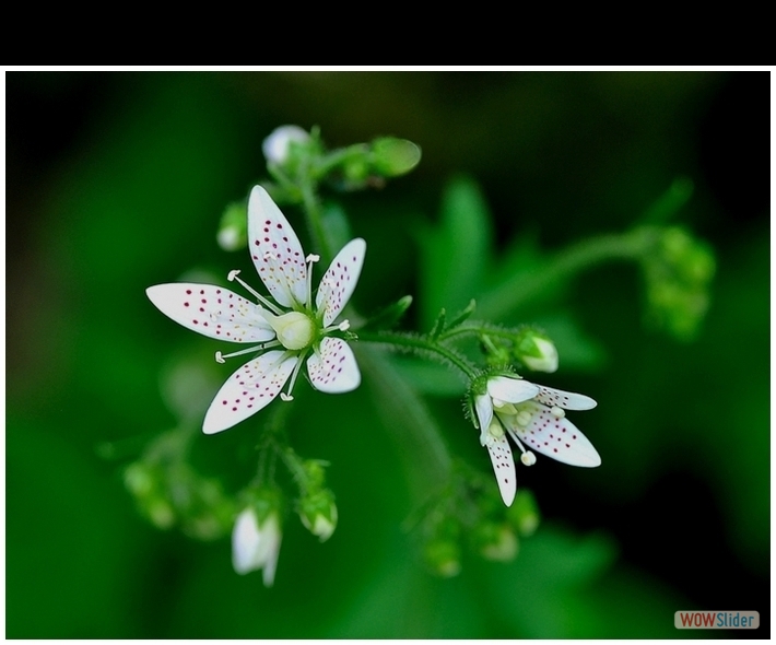 Saxifraga rotundifolia