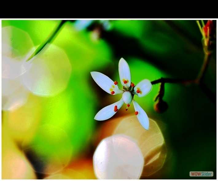 Saxifraga stellaris