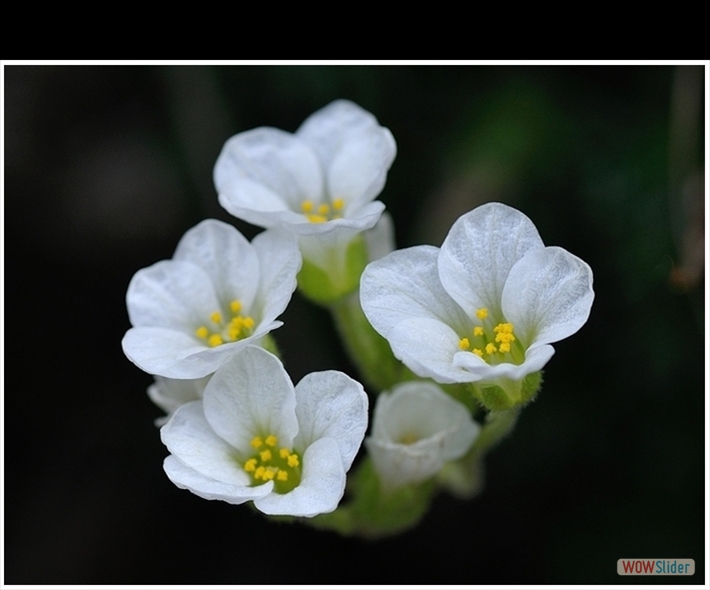 saxifraga vandellii