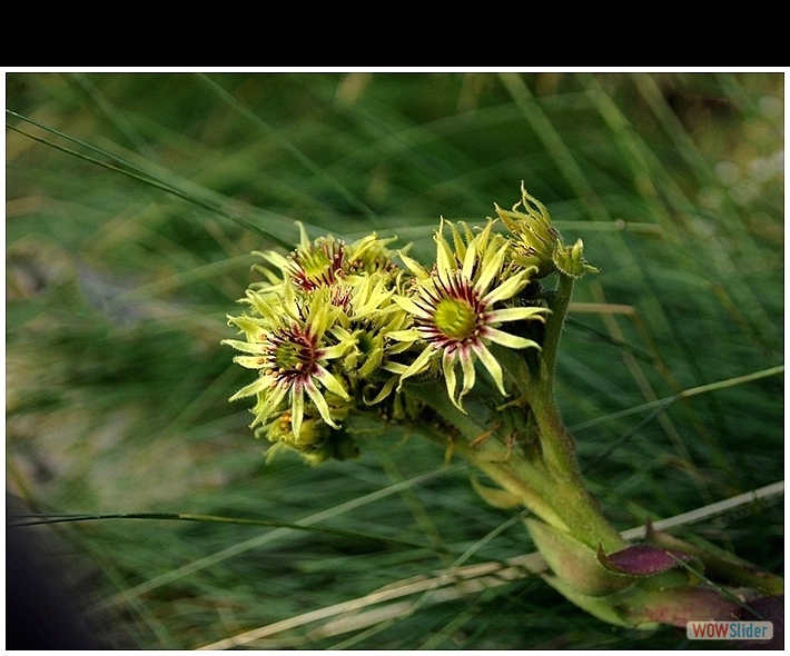 sempervivum wulfenii