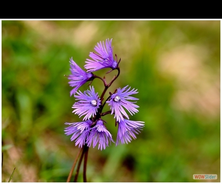 Soldanella alpina